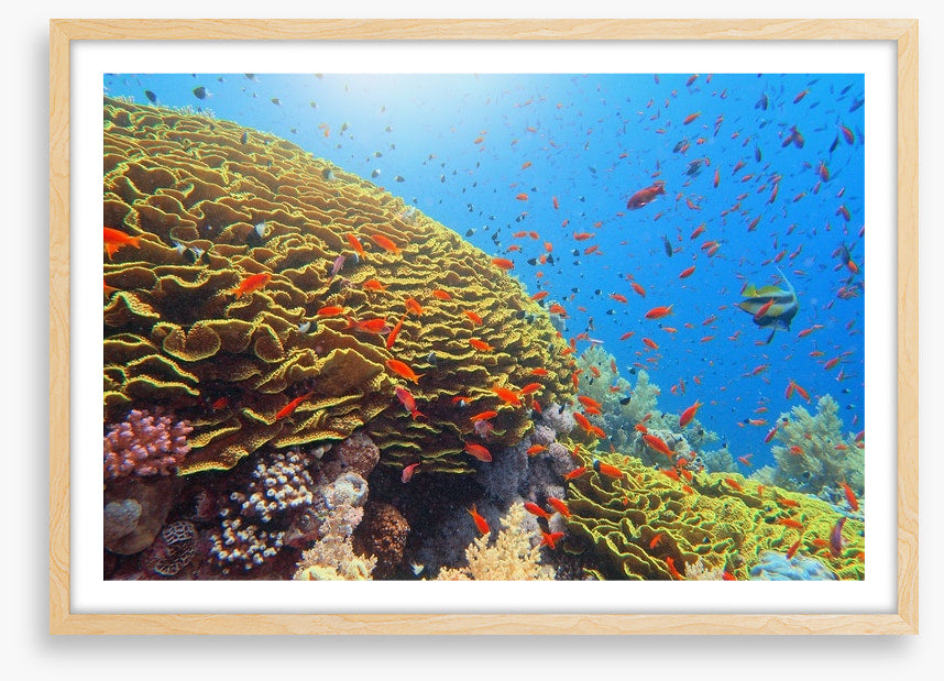 Golden cabbage coral