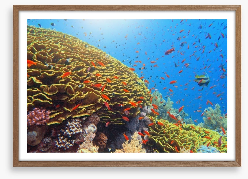 Golden cabbage coral
