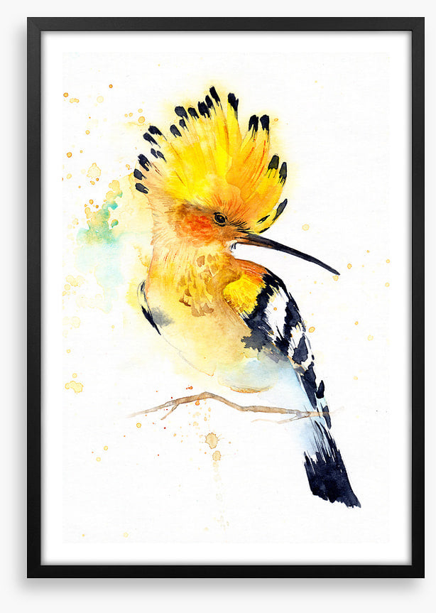 Hoopoe splash