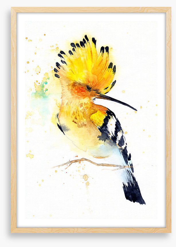 Hoopoe splash