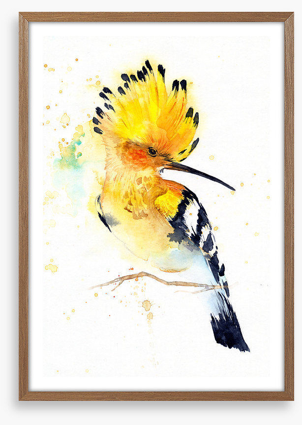 Hoopoe splash