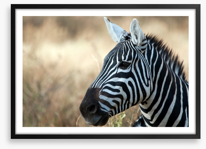 Zebra in Serengeti National Park