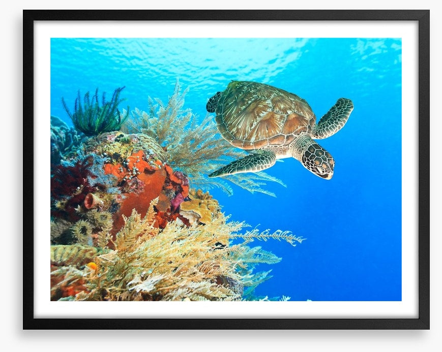 Turtle in the coral