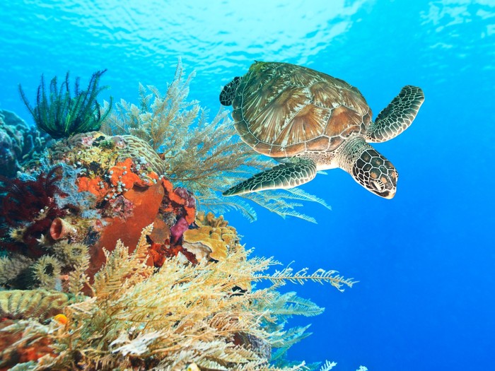 Turtle in the coral