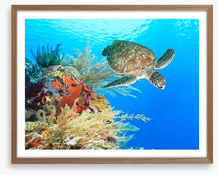 Turtle in the coral