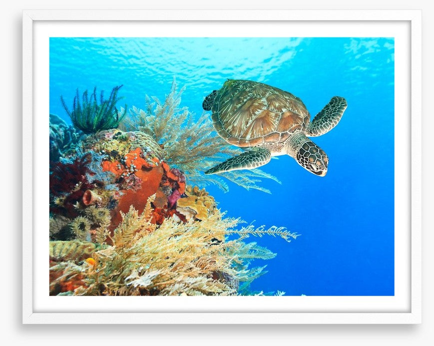 Turtle in the coral