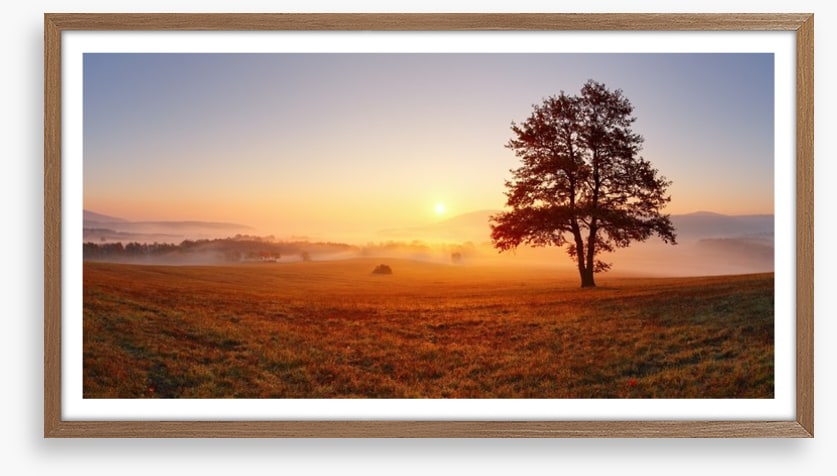 The alone tree
