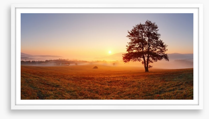 The alone tree