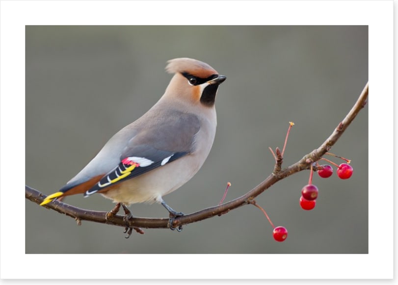 Bohemian waxwing