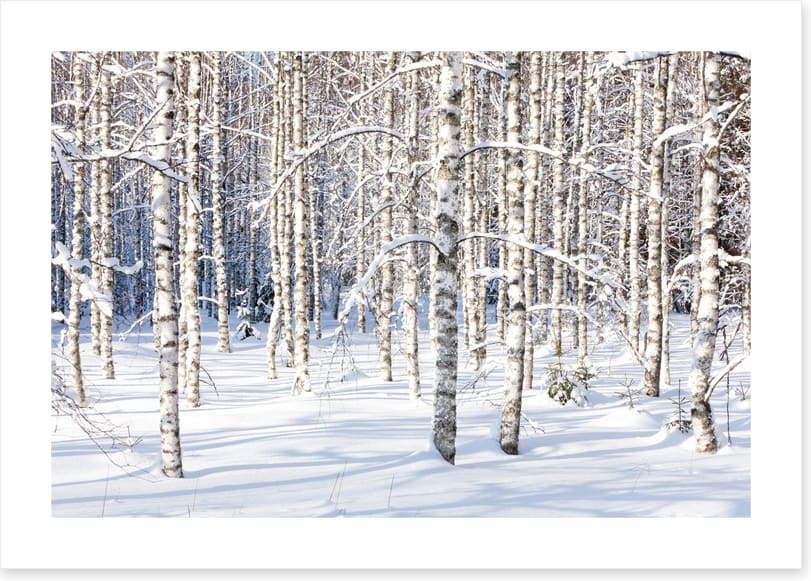 Forests