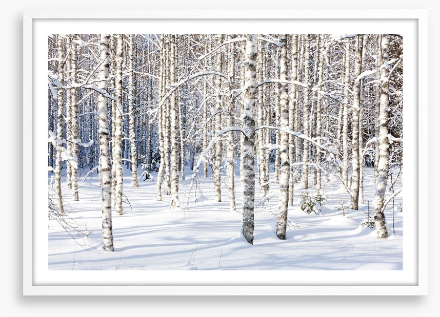 Forests