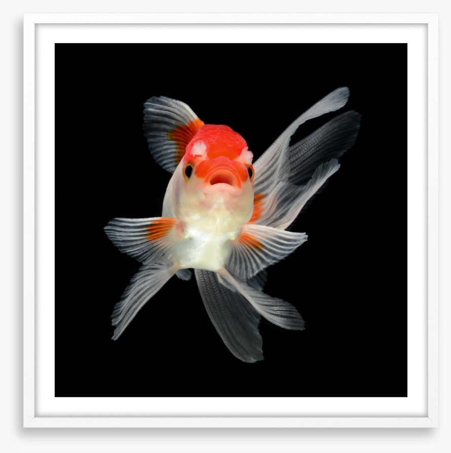 Fish / Aquatic