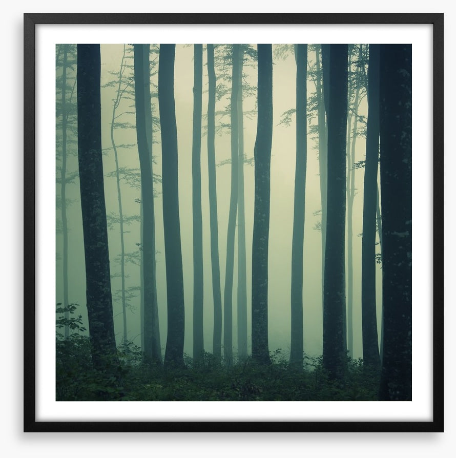 Mystic foggy beech forest