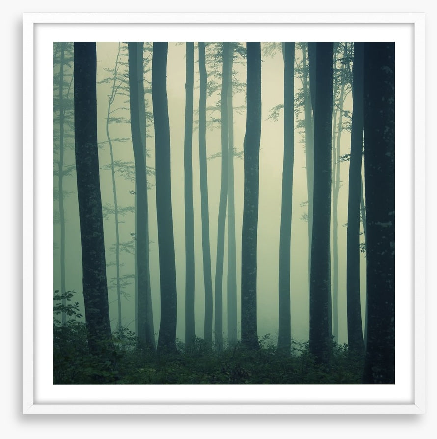 Mystic foggy beech forest