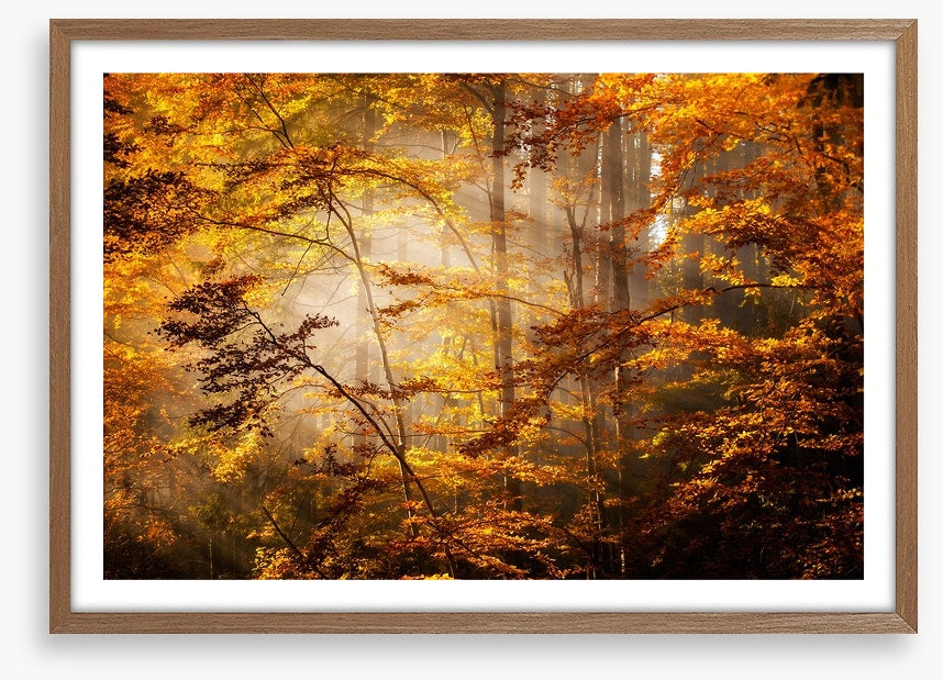 Shadows of fall