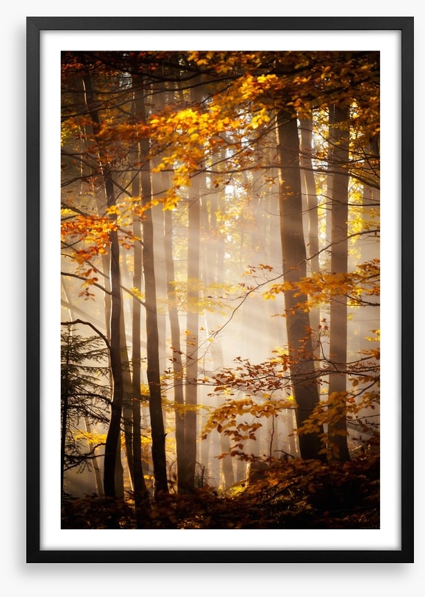 Sunlight in the Autumn woods