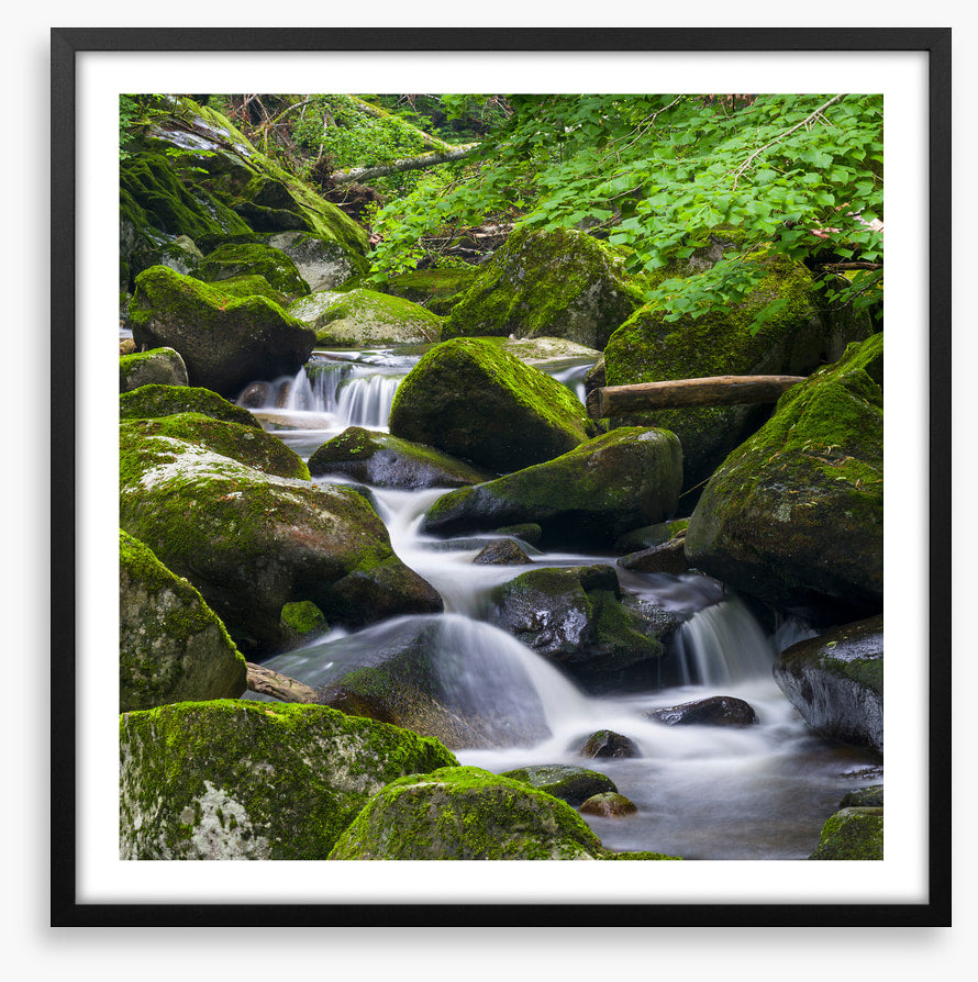 Moss creek cascades