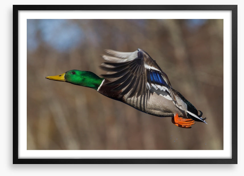 Flying duck