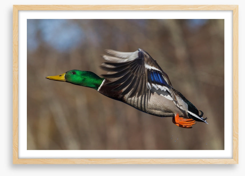 Flying duck