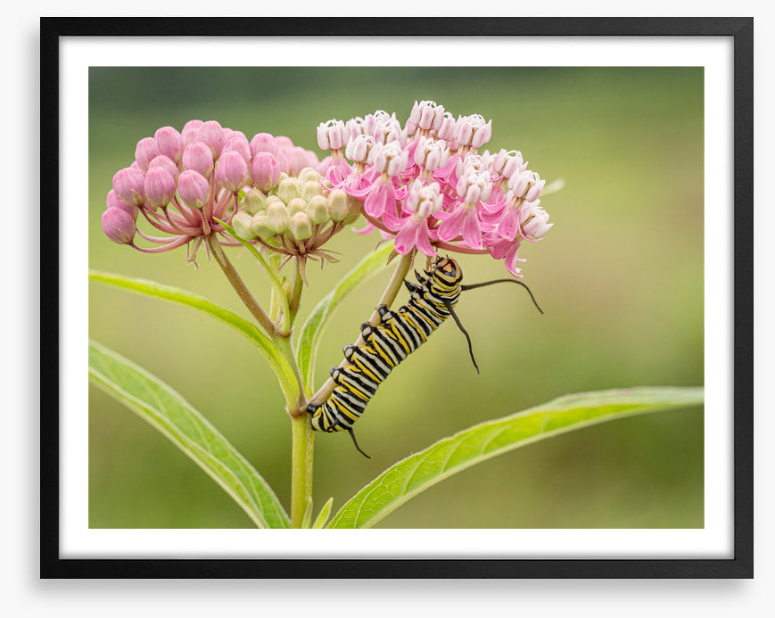 Insects