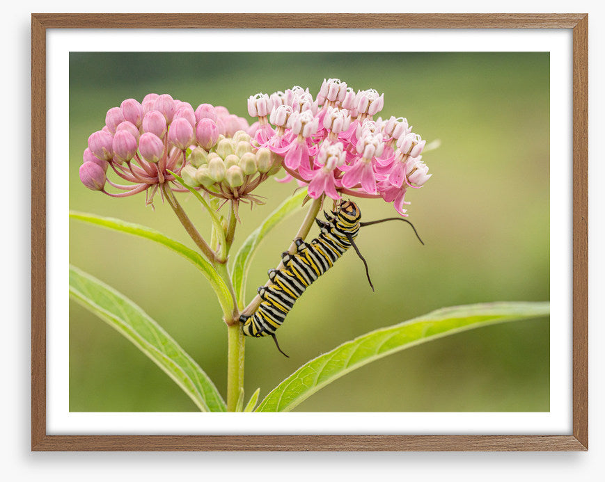 Insects