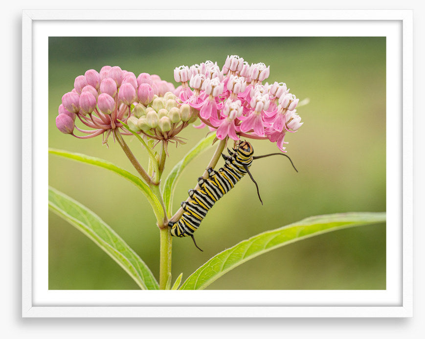 Insects