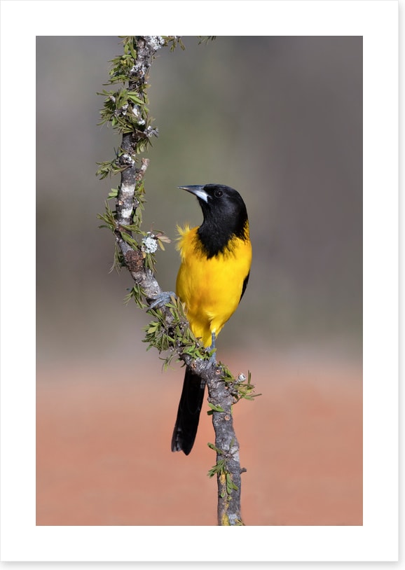 Audubon's oriole