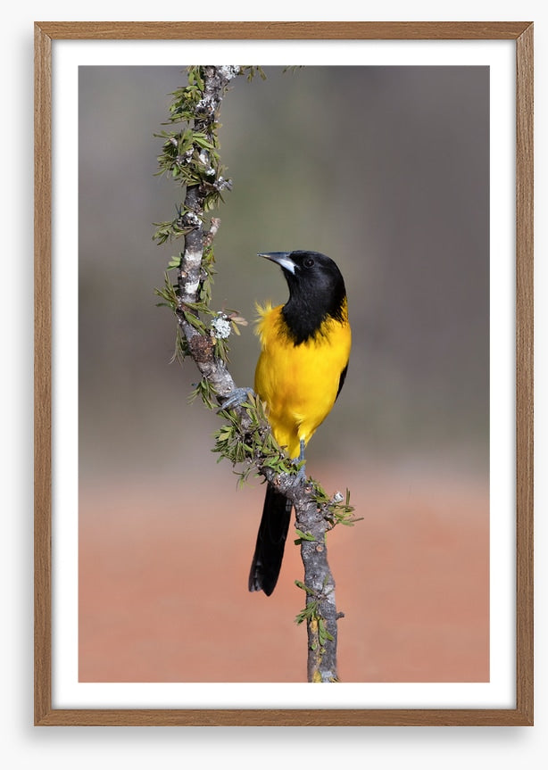 Audubon's oriole