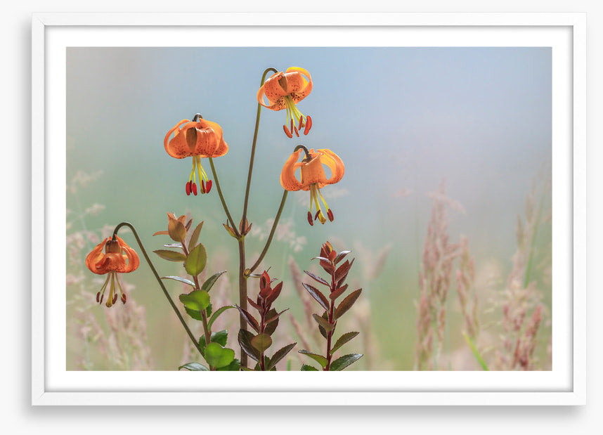 Tiger lily time