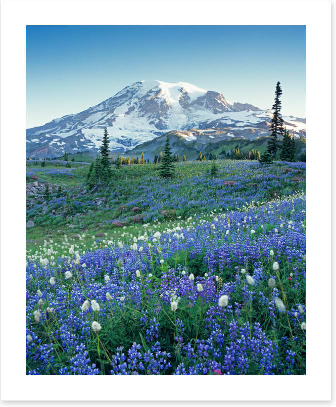Beyond the meadow