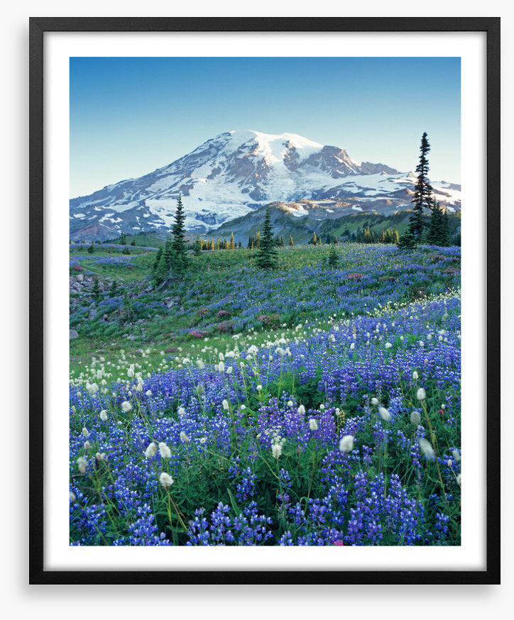 Beyond the meadow