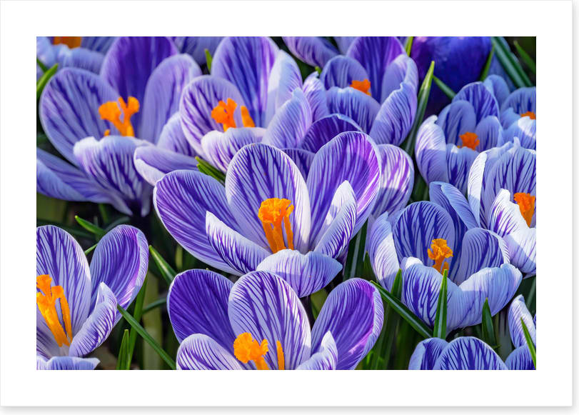 Spring burst