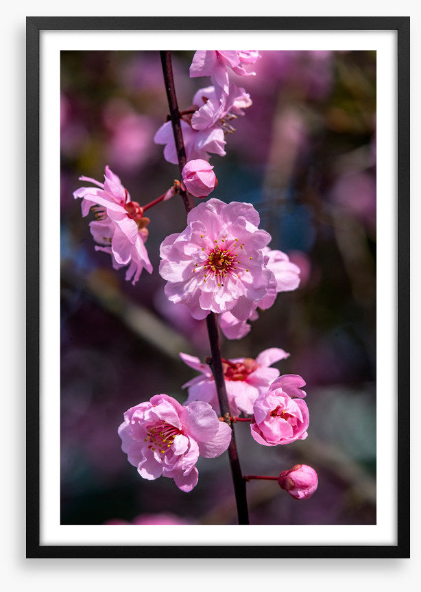 Bellevue blossoms