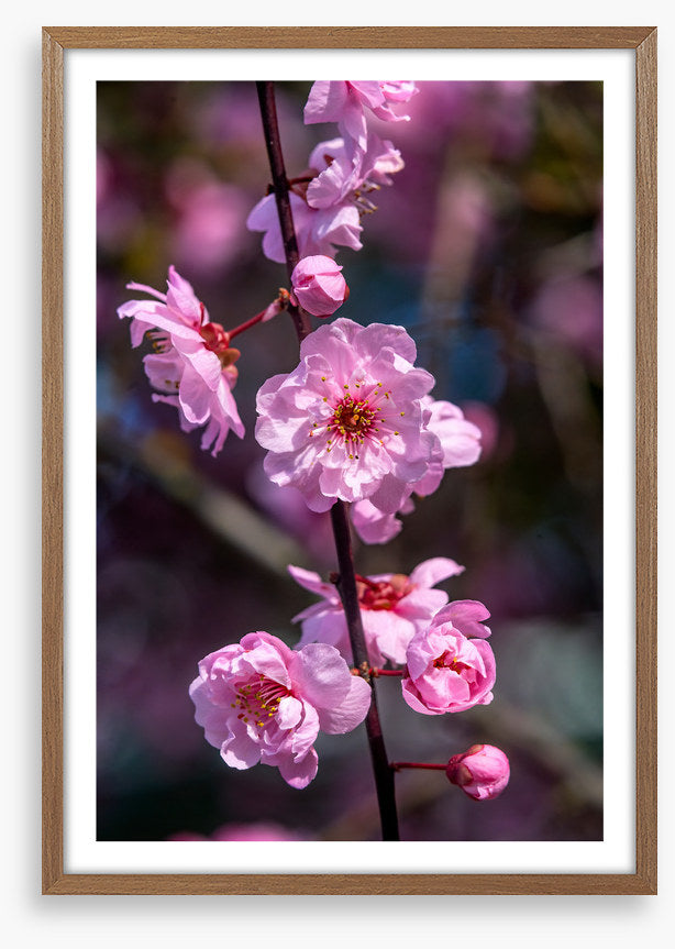Bellevue blossoms