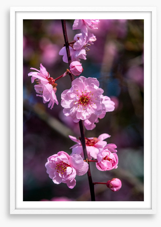 Bellevue blossoms