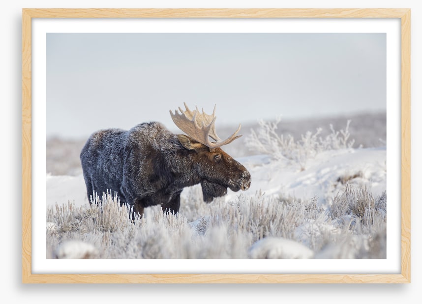Frosty moose