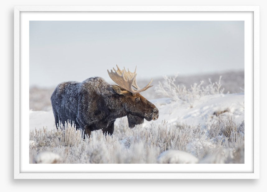Frosty moose