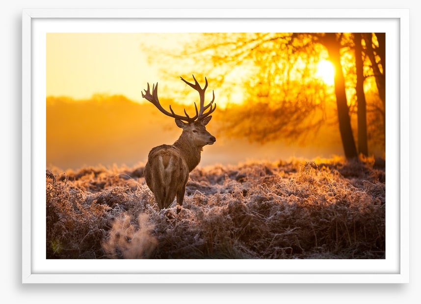 Red deer in the morning sun