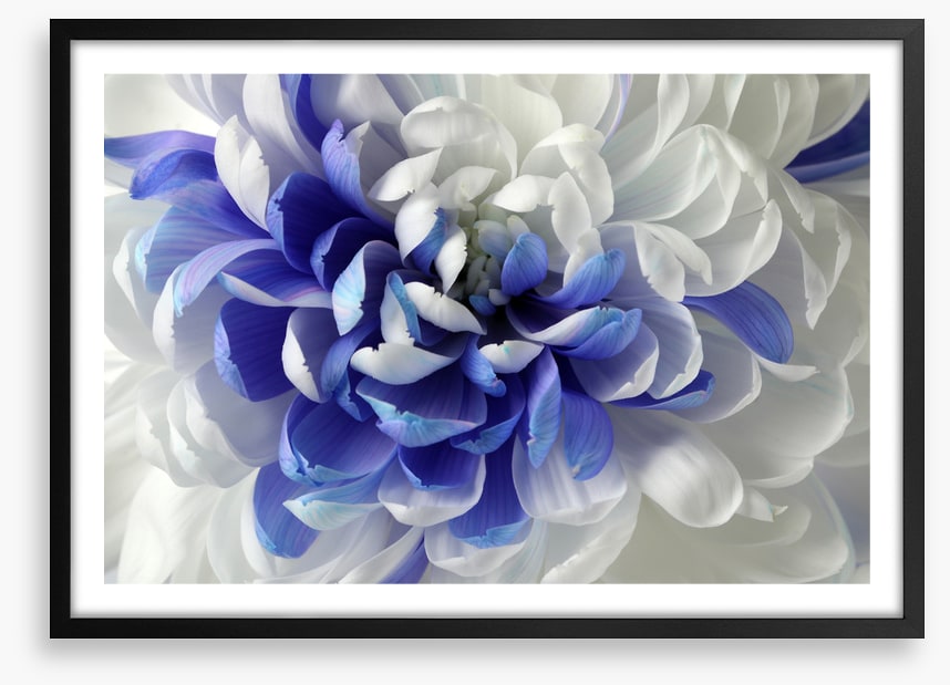Chrysanthemum mingle