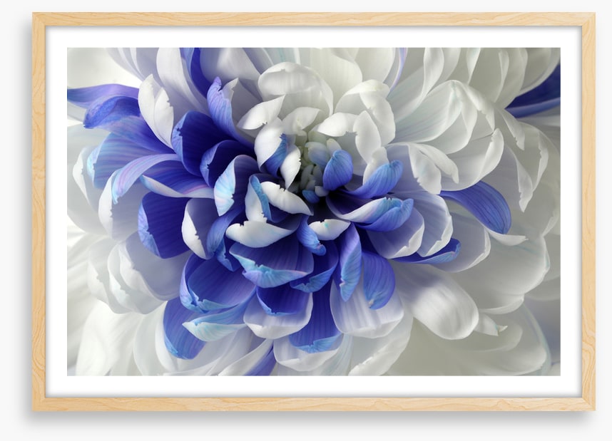 Chrysanthemum mingle