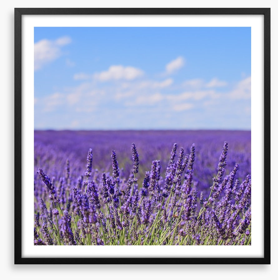 Lavender blooms in Provence