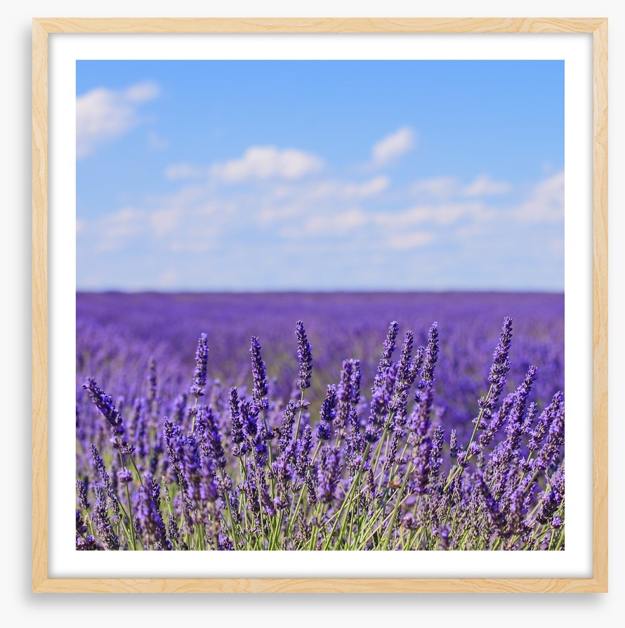 Lavender blooms in Provence