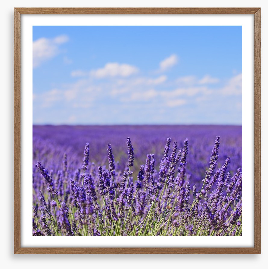 Lavender blooms in Provence