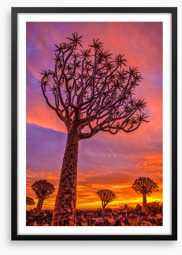 Quiver tree sundown