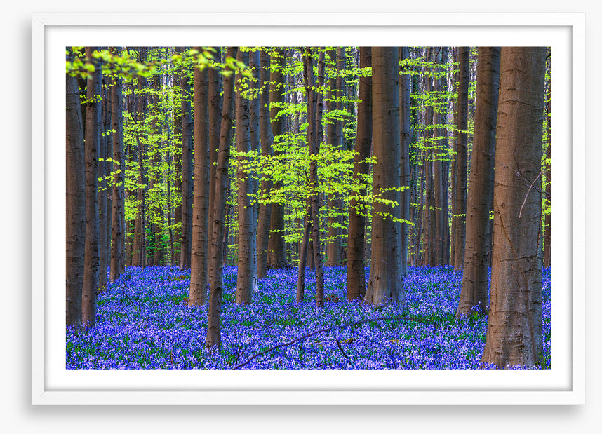 Blooming bluebells