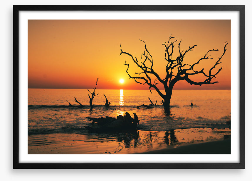 Driftwood Beach silhouettes