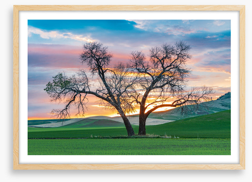 Cottonwood country