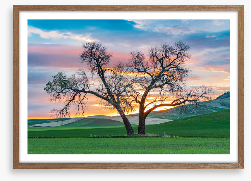 Cottonwood country