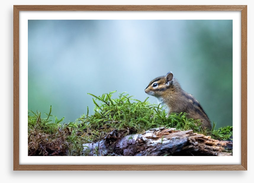 Curious chipmunk