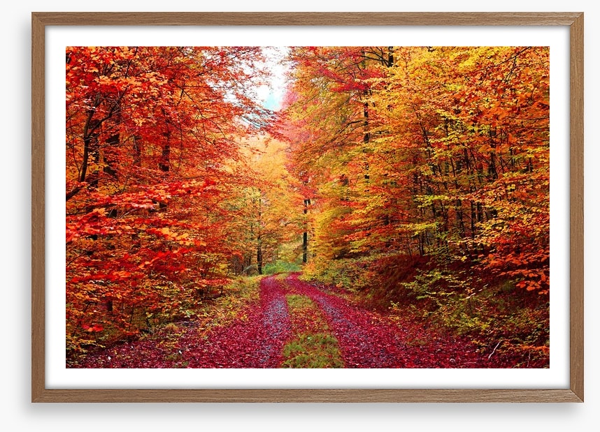 The vibrant forest